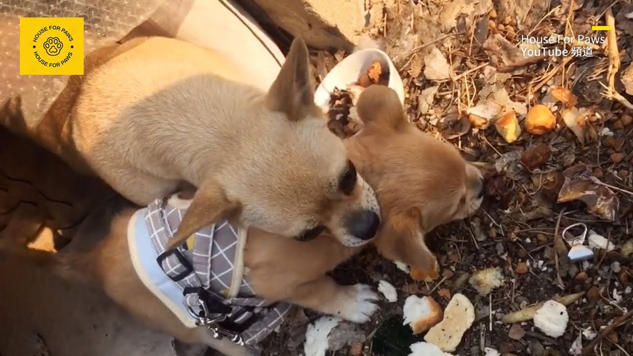 After the puppy was adopted, it met its mom on the street. Their reactions moved people to tears