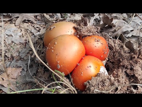 Amanita Caesarea - Yellow Invasion