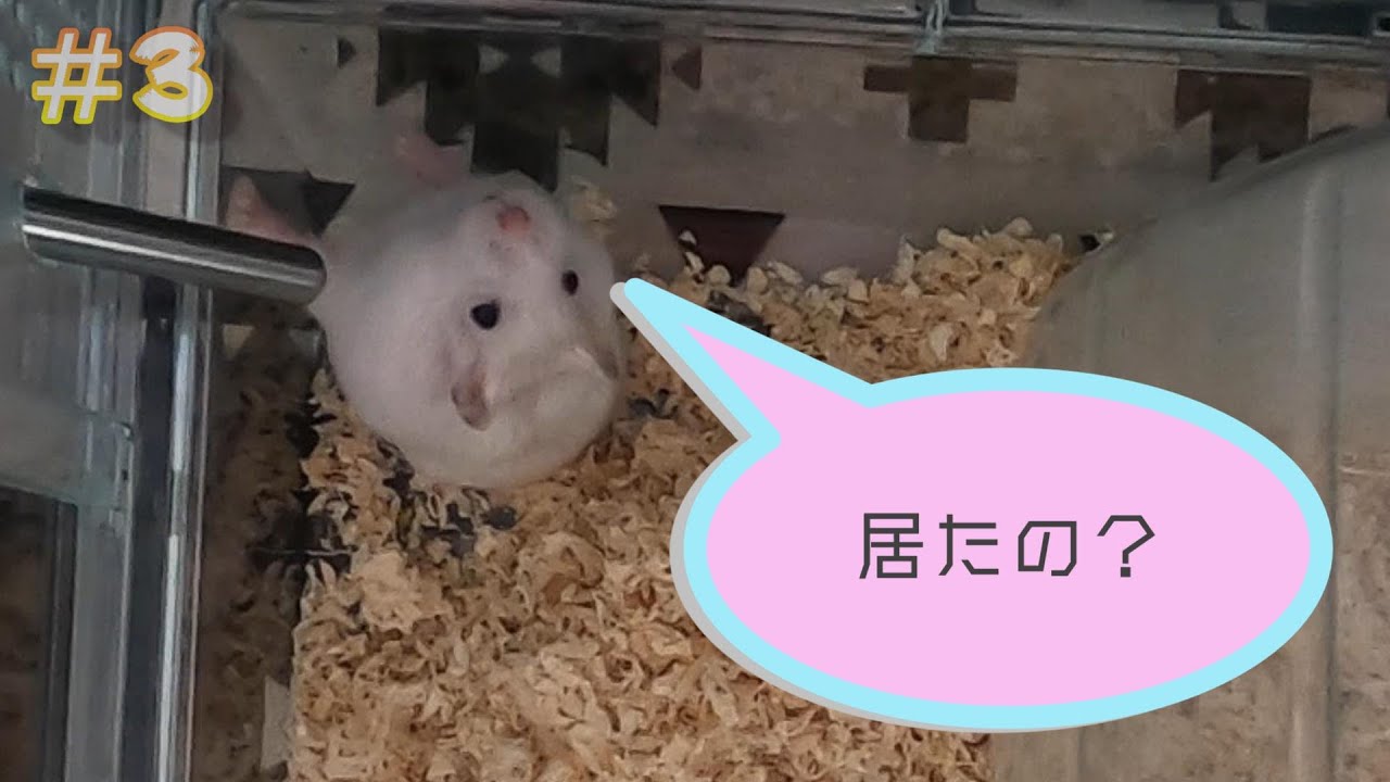 寝る前に観る。３０秒であなたを癒すハムスター（水を飲んでるだけ）