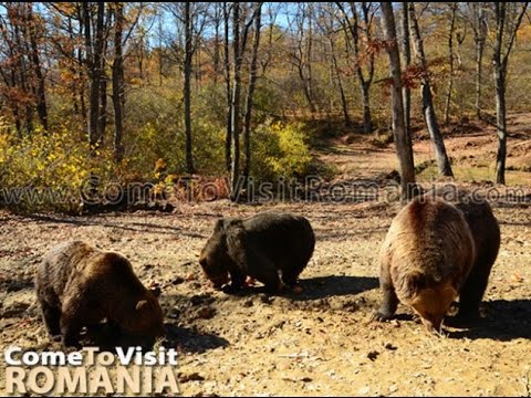 Libearty Bear Sanctuary