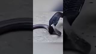 Download lagu #effectking mp3 Download lagu #effectking mp3