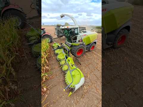 Maize Silage CLAAS Jaguar 970 forage harvester