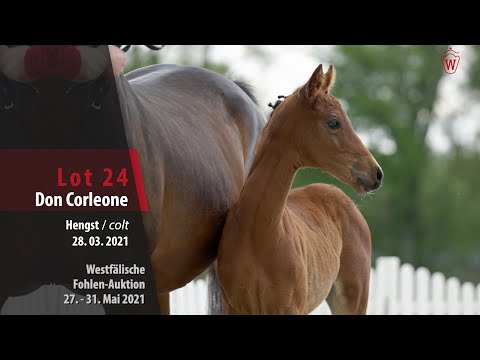 Westfälische Online Auktion-Fohlen Lot 24 Don Corleone Hengst v. Diathago - Cornado I