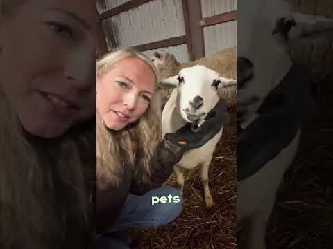 12/14- Farm Update: Ewe 575 Is Beginning to Bag Up For Lambing!