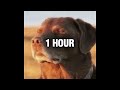 1 Hour TRAP ROYALTY EXTENDED