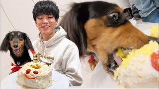 1年ぶりのケーキにテンション大爆発する犬【チートデイ】