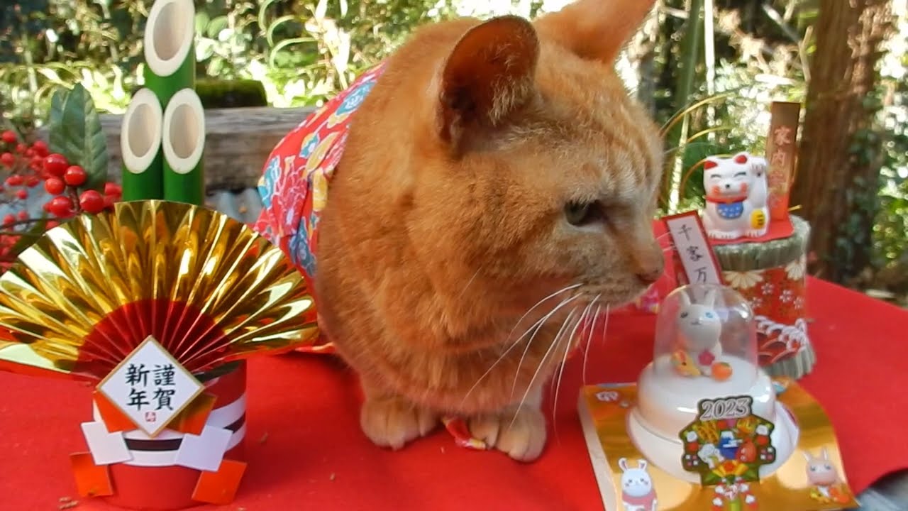 2023  happy  new  year cute cat no1  なかよし茶トラ猫
