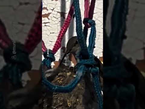 Nacen polluelos de colibrí en cancha de Mejillones