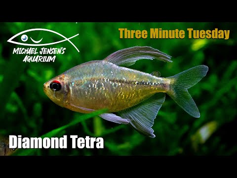 Diamond tetra — Moenkhausia pittieri
