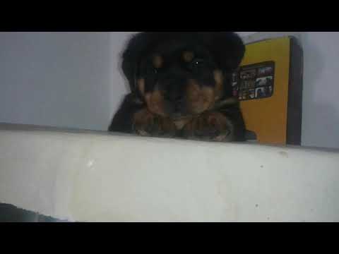 كيفيه انتاج جراوي رود بالمستوي ده