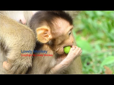 Hey Little Rex Your Teeth Still Not Strong Enough To Break The Lotus Seed Don't Try To Break It More