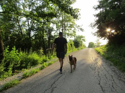 Rad sa istraumiranim psom (2019)