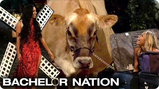 Download lagu Who Made The Best Entrance? 🐮✈️🧳 | The Bachelor mp3 Download lagu Who Made The Best Entrance? 🐮✈️🧳 | The Bachelor mp3