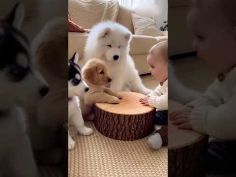 【可愛い】子犬達×赤ちゃん会議が開催されたので覗いてみます🥰👶🐶 【CUTE】Puppies × Baby Meeting Happened… Let’s Take a Peek!