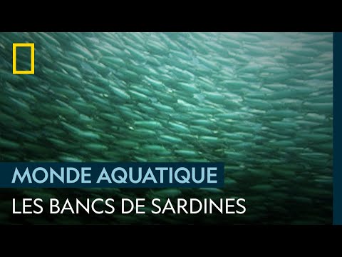 La force du nombre chez les sardines