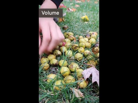 , title : 'Wild Hickory Nuts you can Forage this Fall !'