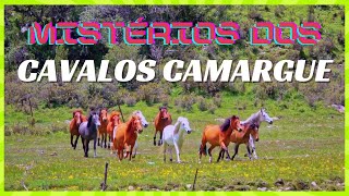 MISTÉRIOS DOS CAVALOS CAMARGUE
