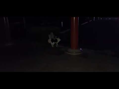 Shaolin Dogs🐕🤣