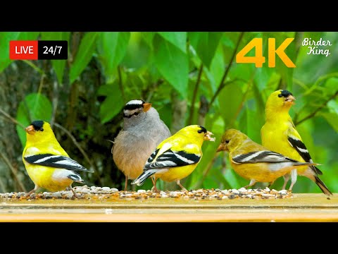 ???? 24/7 LIVE: Cat TV for Cats to Watch ???? Cute Little Birds Squirrels 4K