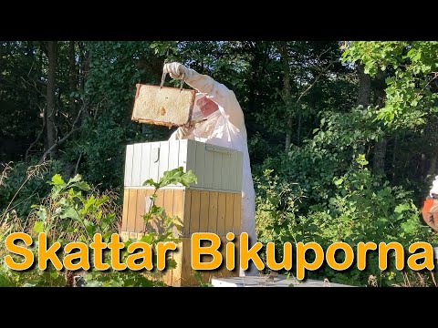Skatta bikuporna (Orust Berg)