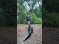 Gator Chase Gator Alligator Animals Reptile Dangerous