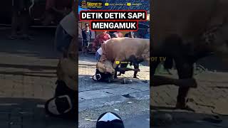 Download lagu DETIK DETIK SAPI NGAMUK !!! NYERUDUK WARGA 😭 mp3 Download lagu DETIK DETIK SAPI NGAMUK !!! NYERUDUK WARGA 😭 mp3