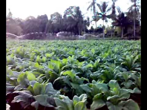 Tanam Tembakau ft Dikir Barat