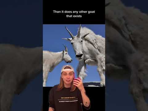 Misleading Animal Names 🐐🐍🦤w OnlyJayus - #Shorts