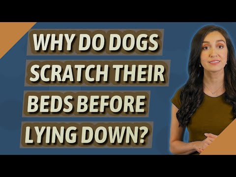 YouTube video about: Why do dogs scratch their beds before lying down?