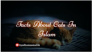 Facts About Cats In Islam  Whatsapp Status