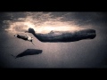 Eleventh Vibration -- Whales 