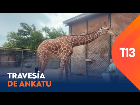 La travesía de Ankatu hasta su nuevo hogar en el Buin Zoo