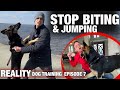 I HAVE to get this dog to STOP BITING & JUMPING! REALITY Dog Training.