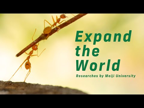 「集団の賢さ」は、アリが知っている｜#34  Expand the World｜明治大学 先端数理科学インスティテュート
