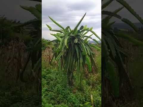 seu Luiz podando as pitaya em rosário do Ivaí chácara raio de sol