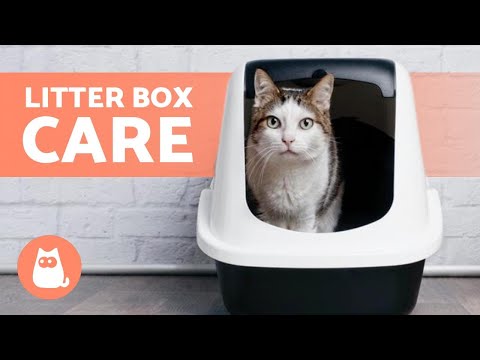 BASIC CARE of a CAT's LITTER BOX 🐱 (Types of Litter and Cleaning)