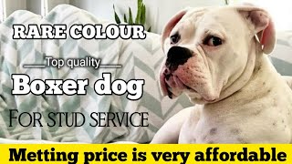 Top quality boxer dog for stud service  | affordable metting price & very rare color