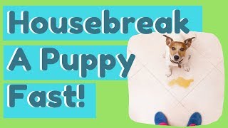 Housebreak A Puppy Fast