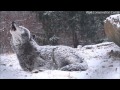 The Wolf S Howl Gives You Chills The Good Kind