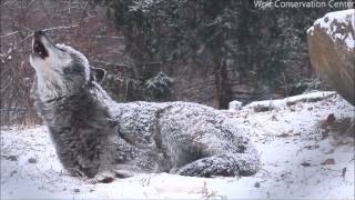 The wolf s howl gives you chills the good kind
