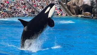 Orca Encounter Full Show at SeaWorld San Diego