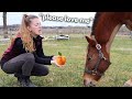 How To Build A Relationship With A Horse