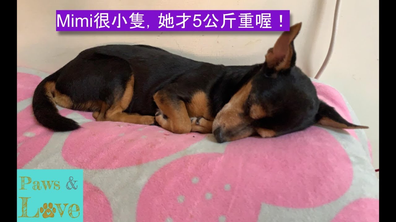 Mimi- A Mini Pin Mix Who is Looking For a Home! (Chinese video)