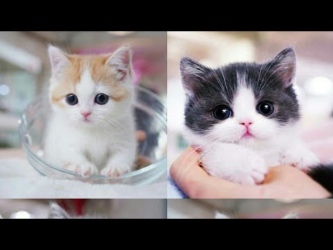 Baby cats -cute and funny baby cats video compilation#4/Arshia pets