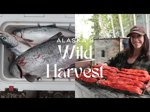 Processing 100 Salmon