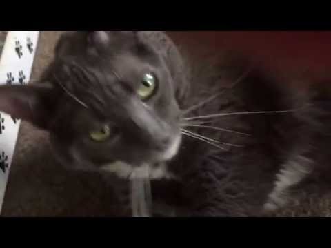 Missy, an adopted Domestic Short Hair in Warminster, PA_image-1