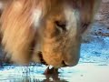 Sesame Street Clsssics Lion