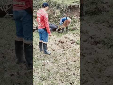 En Nariño, Antioquia una vaca parió 4 terneros en un solo parto.  ESO no se ve todos los dias