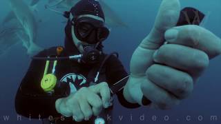 One Drop of Blood...Diver Cuts Himself Open While Swarmed by Sharks