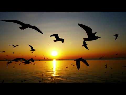 Náhled videa Virtual Insanity Camp - Run on (Elvis Presley cover)